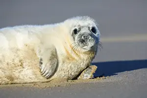 Grey Seal (Halichoerus grypus)