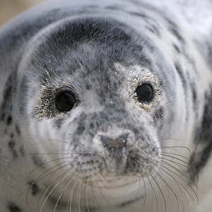 Grey Seal (Halichoerus grypus)