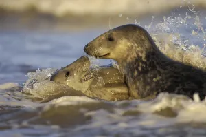 Grey Seal (Halichoerus grypus)