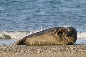 Grey Seal (Halichoerus grypus)