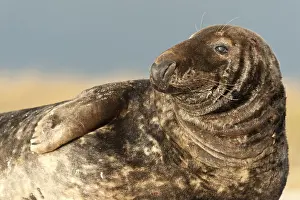 Grey Seal (Halichoerus grypus)