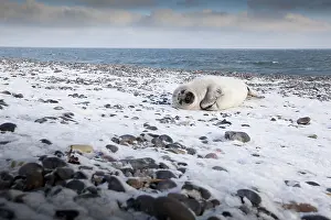 Grey seal (Halichoerus grypus)