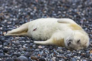 Grey seal (Halichoerus grypus)