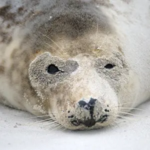 Grey Seal (Halichoerus grypus)