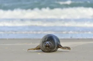 Grey Seal (Halichoerus grypus)