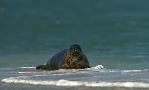 Grey Seal (Halichoerus grypus)