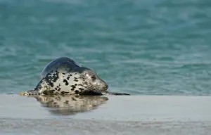 Grey Seal (Halichoerus grypus)