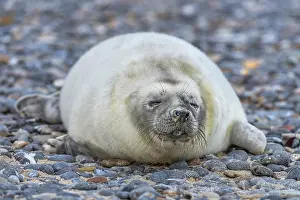 Grey seal (Halichoerus grypus)