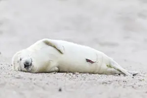 Grey Seal (Halichoerus grypus)