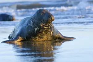 Grey seal (Halichoerus grypus)