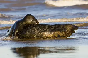 Grey seal (Halichoerus grypus)