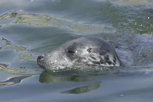 Grey seal (Halichoerus grypus)