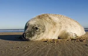 Grey seal (Halichoerus grypus)