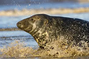 Grey seal (Halichoerus grypus)