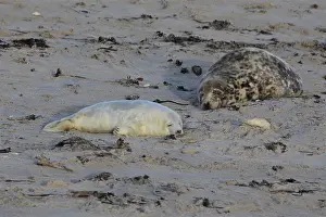Grey seal (Halichoerus grypus)