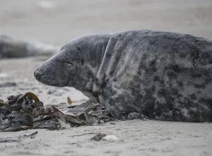 Grey seal (Halichoerus grypus)
