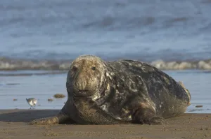 Grey Seal (Halichoerus grypus)