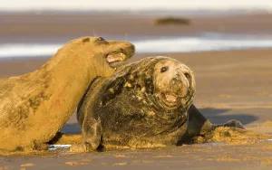 Grey Seal (Halichoerus grypus)