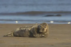 Grey Seal (Halichoerus grypus)
