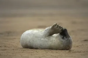 Grey Seal (Halichoerus grypus)
