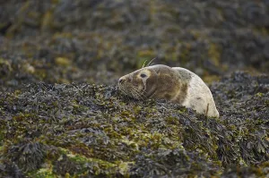 Grey Seal (Halichoerus grypus)