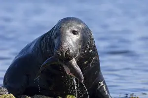 Grey seal (Halichoerus grypus)