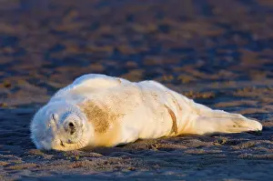 Grey Seal (Halichoerus grypus)