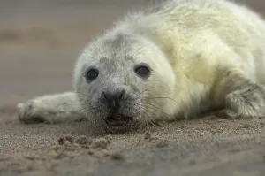 Grey Seal (Halichoerus grypus)