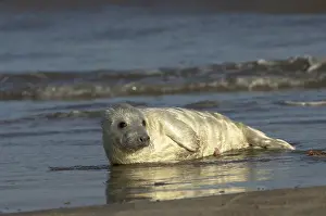 Grey Seal (Halichoerus grypus)