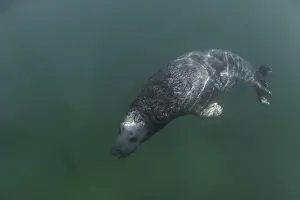 Grey Seal, (Halichoerus grypus)