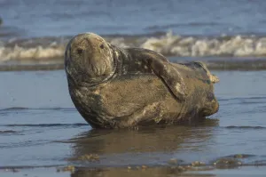 Grey Seal (Halichoerus grypus)