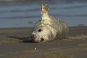 Grey Seal (Halichoerus grypus)