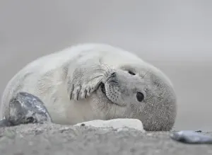Grey seal (Halichoerus grypus)