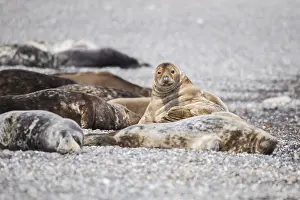 Grey seal (Halichoerus grypus)