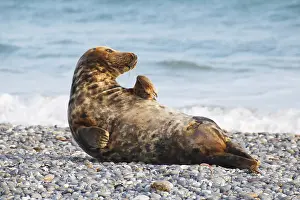 Grey seal (Halichoerus grypus)