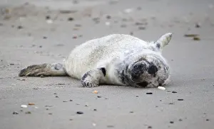 Grey seal (Halichoerus grypus)