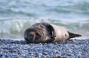 Grey seal (Halichoerus grypus)