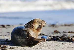Grey seal (Halichoerus grypus)