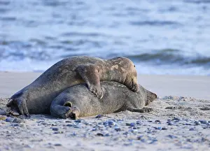 Grey seal (Halichoerus grypus)