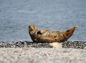 Grey seal (Halichoerus grypus)