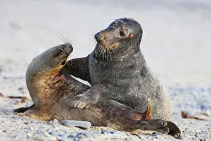 Grey seal (Halichoerus grypus)