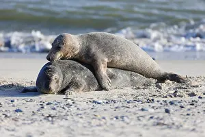 Grey seal (Halichoerus grypus)