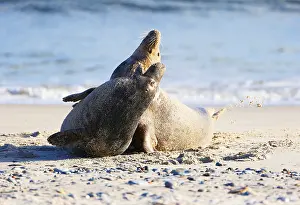 Grey seal (Halichoerus grypus)