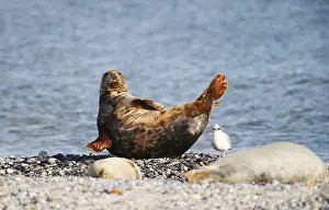 Grey seal (Halichoerus grypus)