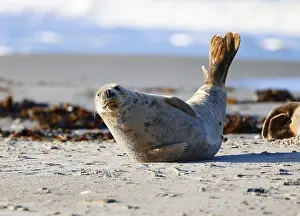 Grey seal (Halichoerus grypus)