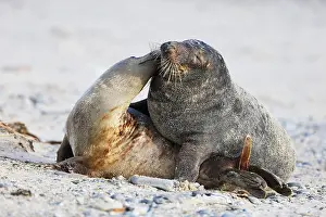 Grey seal (Halichoerus grypus)
