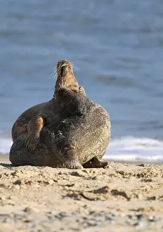 Grey seal (Halichoerus grypus)