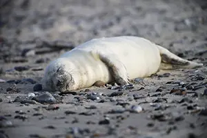 Grey seal (Halichoerus grypus)