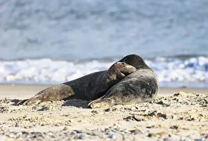 Grey seal (Halichoerus grypus)