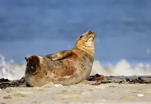 Grey seal (Halichoerus grypus)